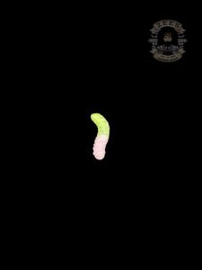 GREEN & PINK WORM