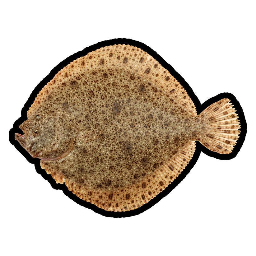 MOOD MATS: 12" FLUKE 2024