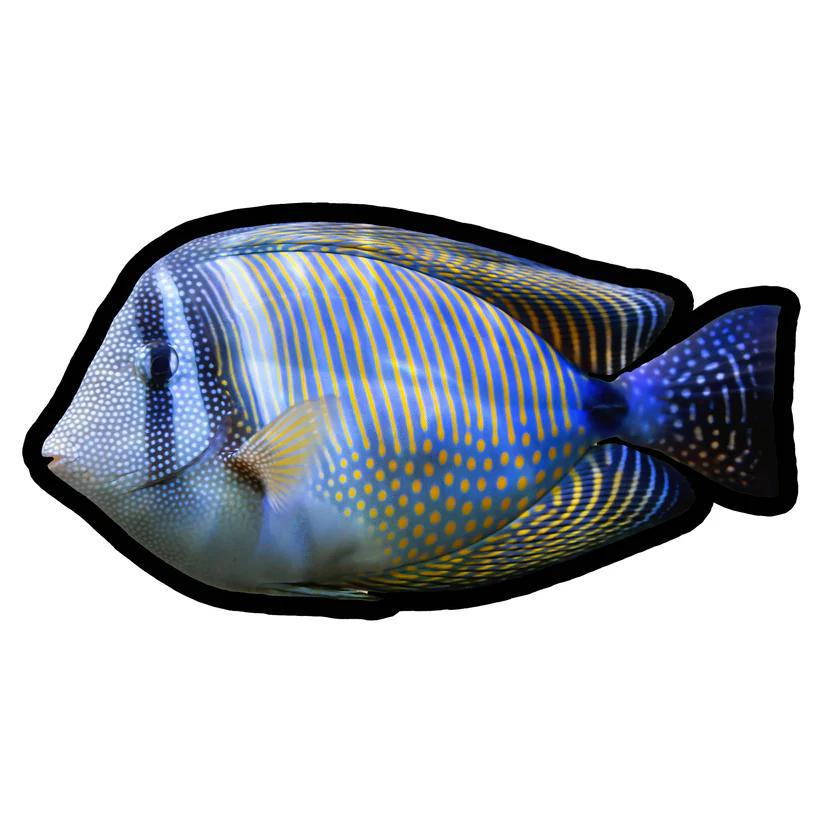 MOOD MATS: 12" SAILFIN TANG 2024