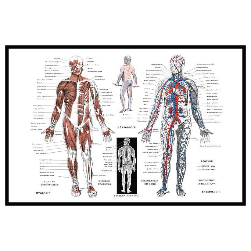 MOOD MATS: 18" HUMAN ANATOMY 2024